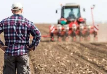 România depășește Franța la producția de porumb și urcă pe locul doi în Uniunea Europeană