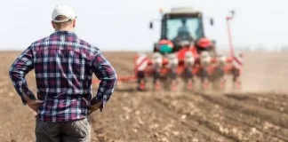 România depășește Franța la producția de porumb și urcă pe locul doi în Uniunea Europeană