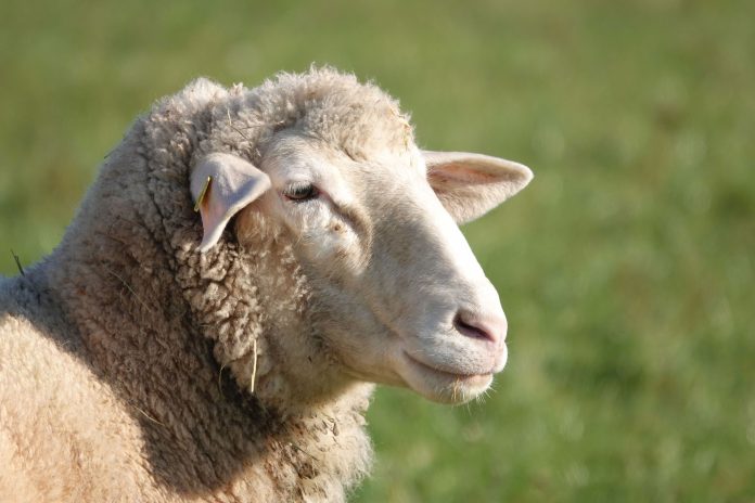 oaie agricultura
